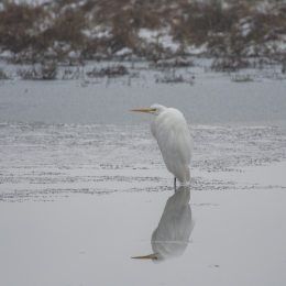 Reinheimer_Teich_019_20250105