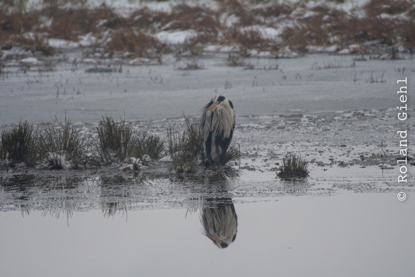 Reinheimer_Teich_020_20250105