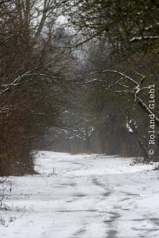 Reinheimer_Teich_001_20250105