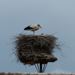 Reinheimer_Teich_012_20250525