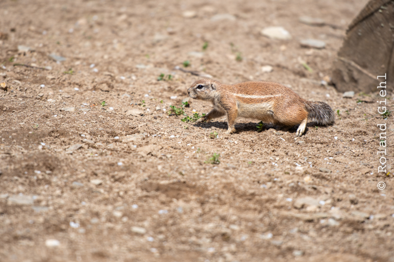 Tierpark-Bell_018_20250420