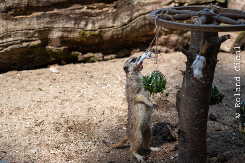 Tierpark-Bell_020_20250420