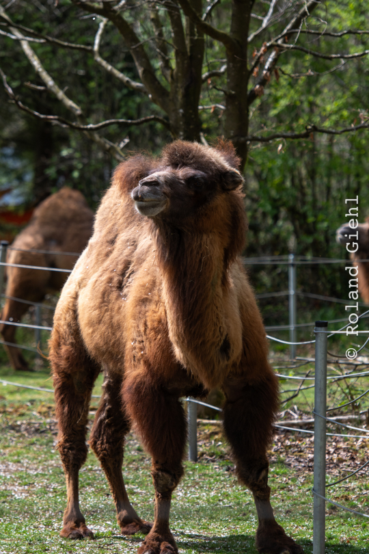Tierpark-Bell_014_20250420
