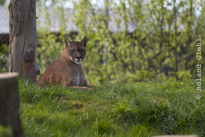 Tierpark-Bell_027_20250420