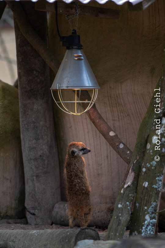 Tierpark-Bell_016_20250420