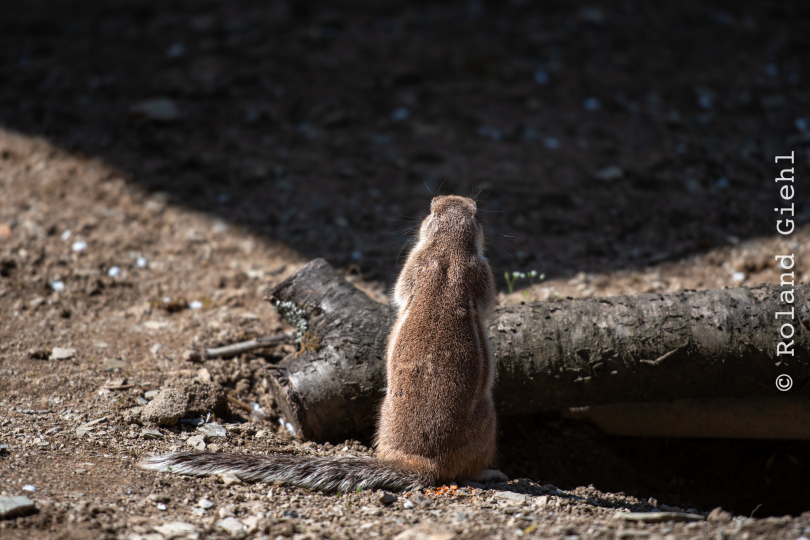 Tierpark-Bell_017_20250420