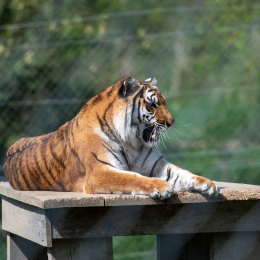 Tierpark-Bell_001_20250420