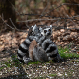 Tierpark-Bell_005_20250420