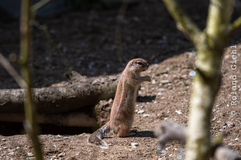 Tierpark-Bell_019_20250420