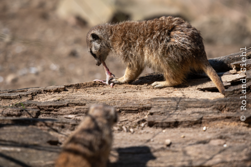 Tierpark-Bell_021_20250420