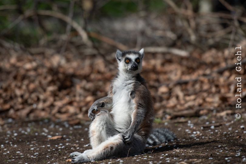 Tierpark-Bell_003_20250420