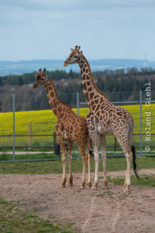 Tierpark-Bell_015_20250420