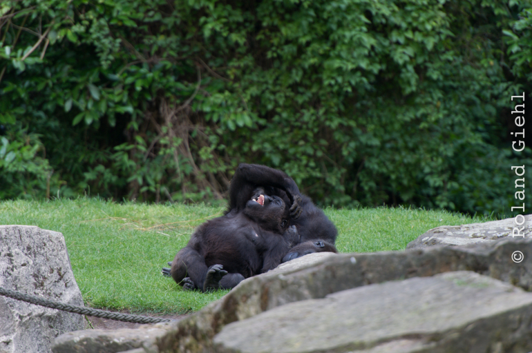 Zoo_Hannover-20130822-591