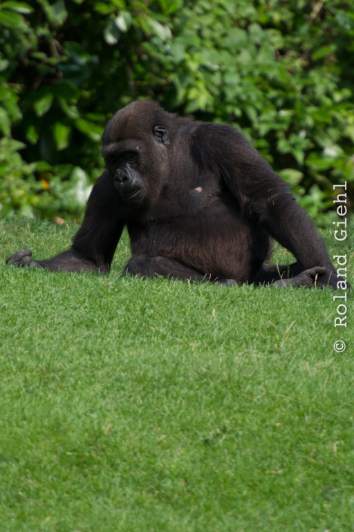 Zoo_Hannover-20130822-628