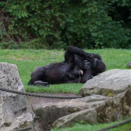 Zoo_Hannover-20130822-607