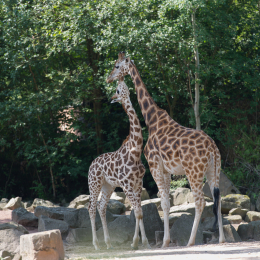 Zoo_Hannover-20130822-183