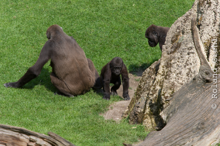 Zoo_Hannover-20130822-579