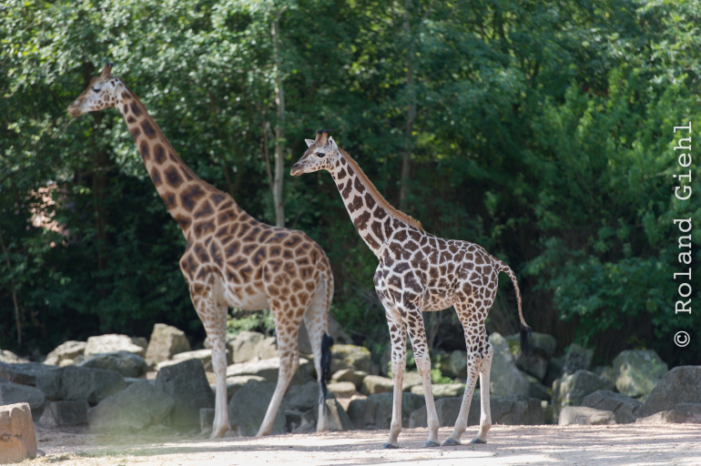 Zoo_Hannover-20130822-184
