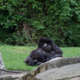Zoo_Hannover-20130822-591