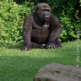 Zoo_Hannover-20130822-623