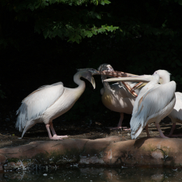 Zoo_Hannover-20130822-123