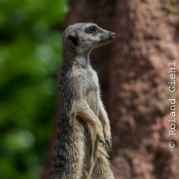 Zoo_Hannover-20130822-153