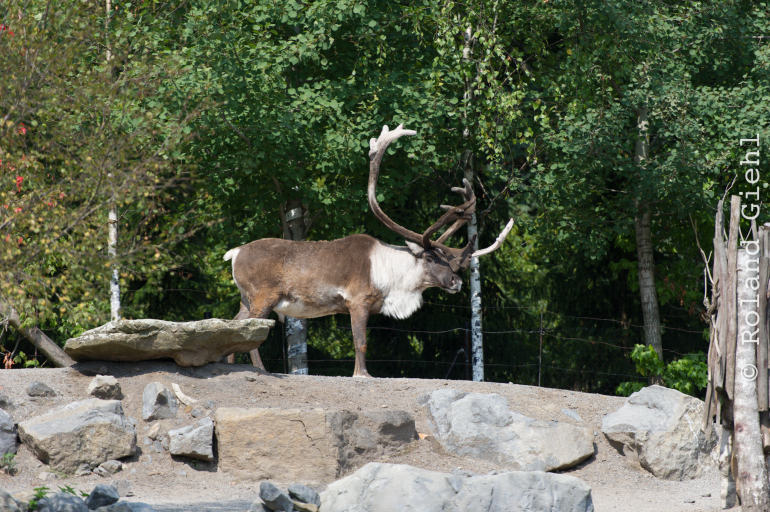 Zoo_Hannover-20130822-249