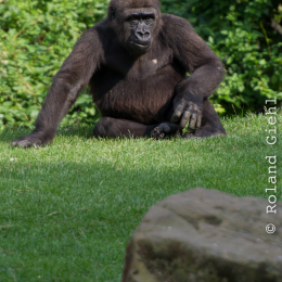 Zoo_Hannover-20130822-621