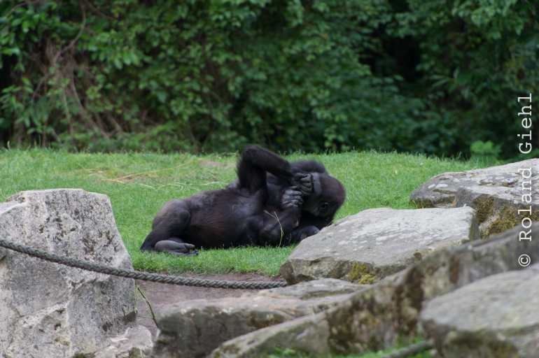Zoo_Hannover-20130822-608