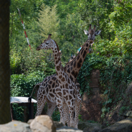 Zoo_Hannover-20130822-177