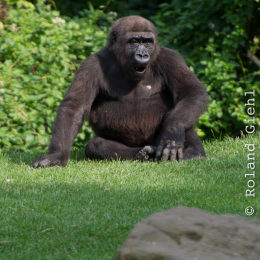 Zoo_Hannover-20130822-622