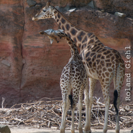 Zoo_Hannover-20130822-191