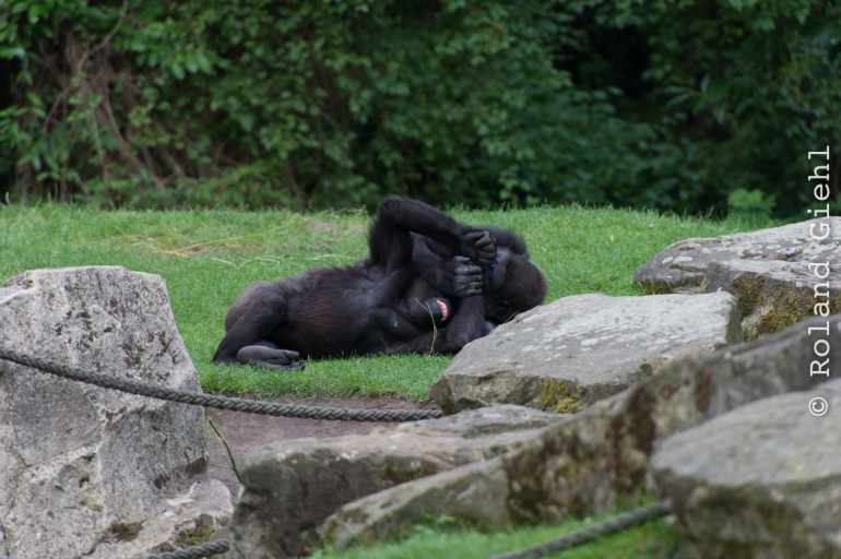 Zoo_Hannover-20130822-607