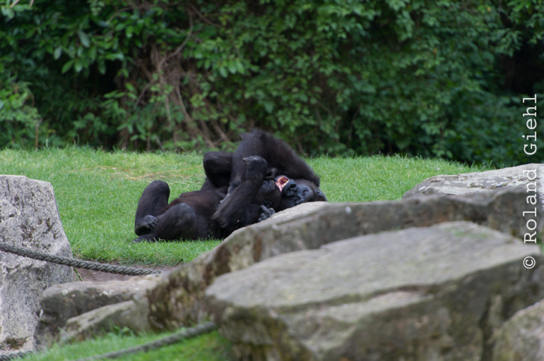 Zoo_Hannover-20130822-595