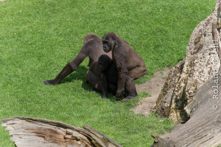 Zoo_Hannover-20130822-581