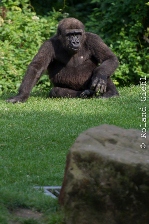 Zoo_Hannover-20130822-621